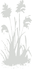 buisson
