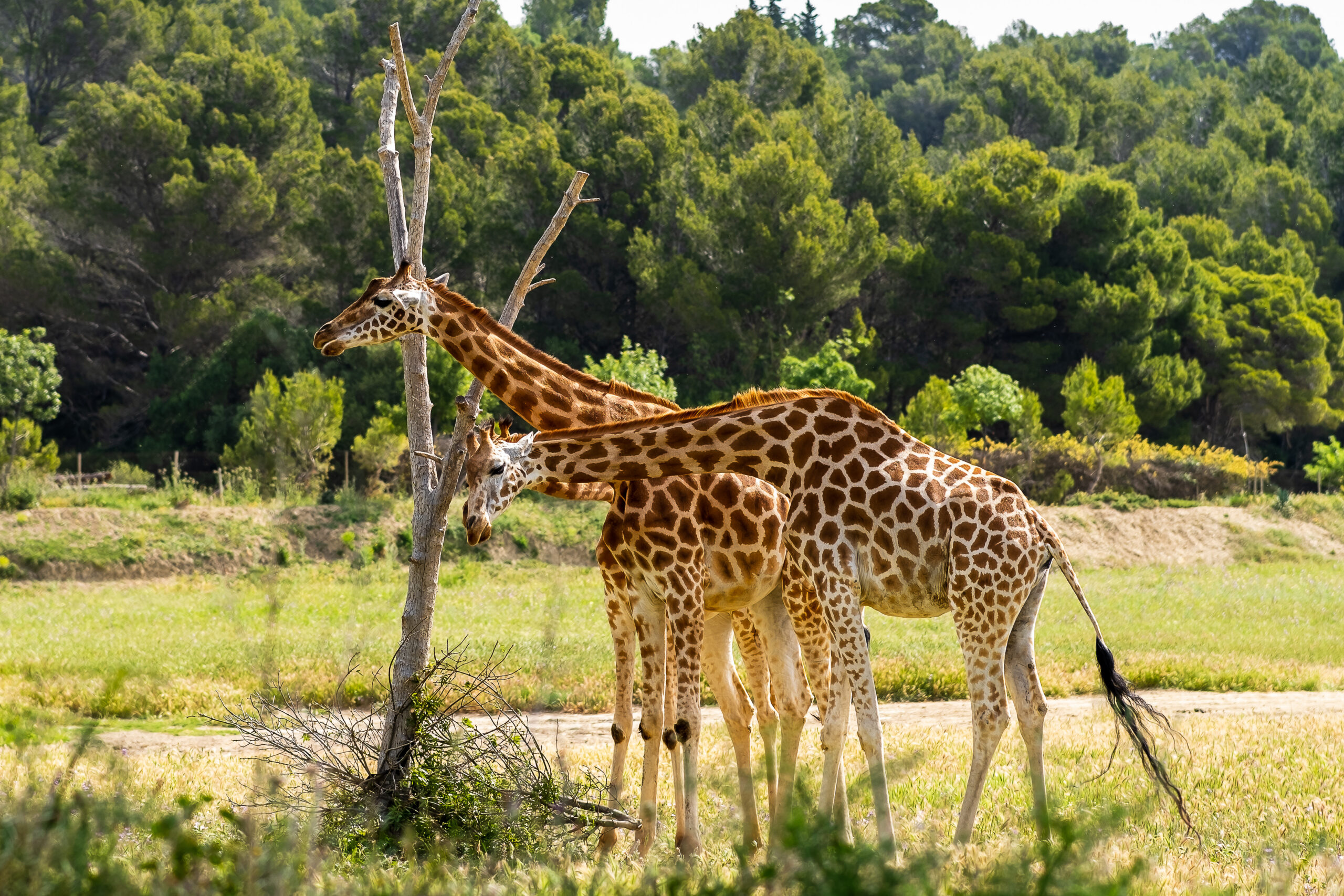 girafes